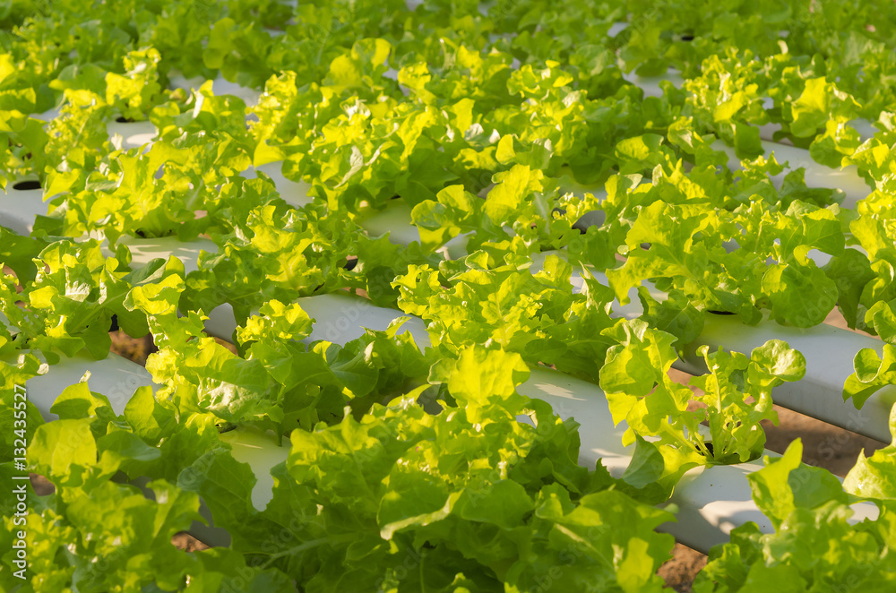 Hydroponic vegetable is planted in a garden.