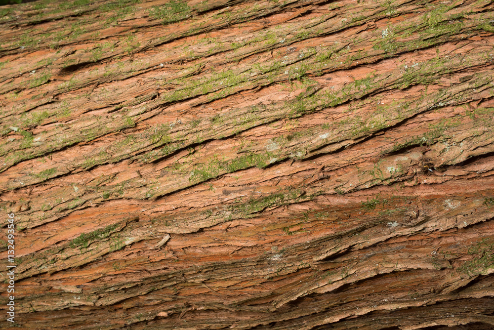 Tree bark texture background