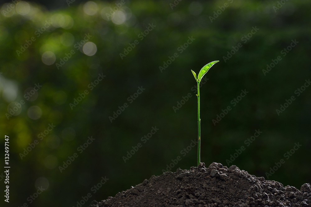 Young plant in the morning light