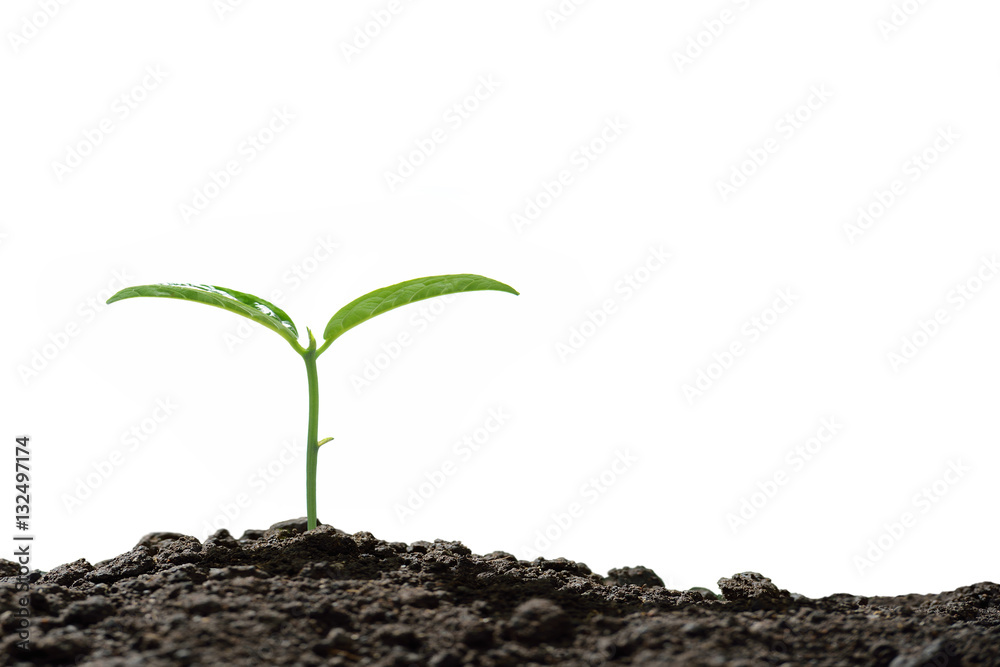 Young plant new life, isolated on white background