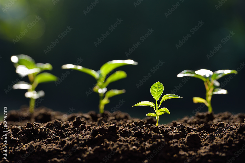 Group of green sprouts growing out from soil