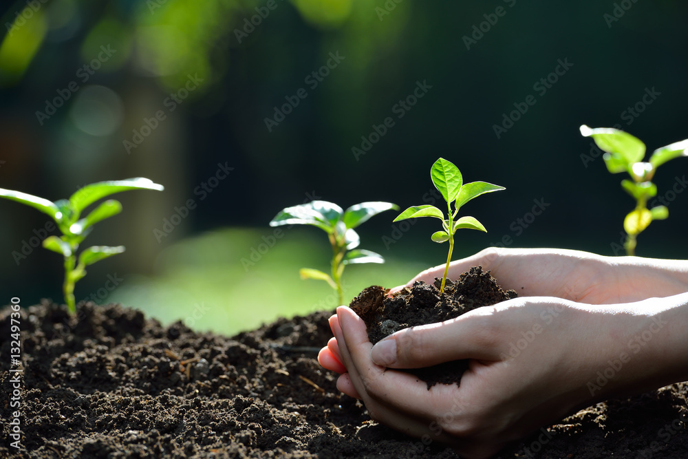 Hands holding a green young plant