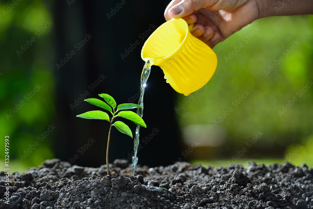 Young plant watered from a watering can