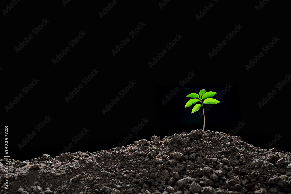 Young plant in the morning light on black background