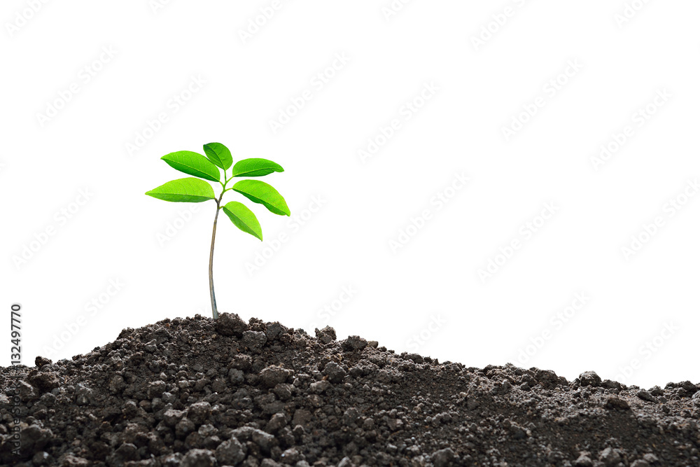 Young plant new life, isolated on white background