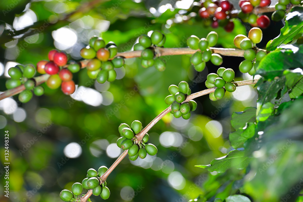 Coffee tree with coffee beans on coffee plantation