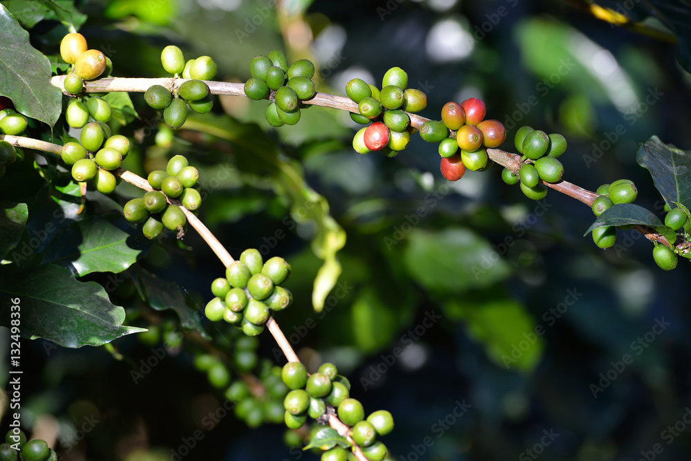 Coffee tree with coffee beans on coffee plantation