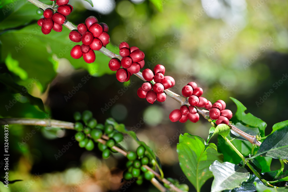 Coffee tree with coffee beans on coffee plantation