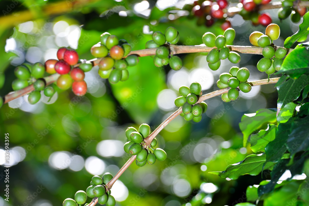 Coffee tree with coffee beans on coffee plantation