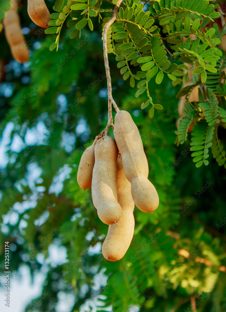 tamarind on tree ,sweet tamarind