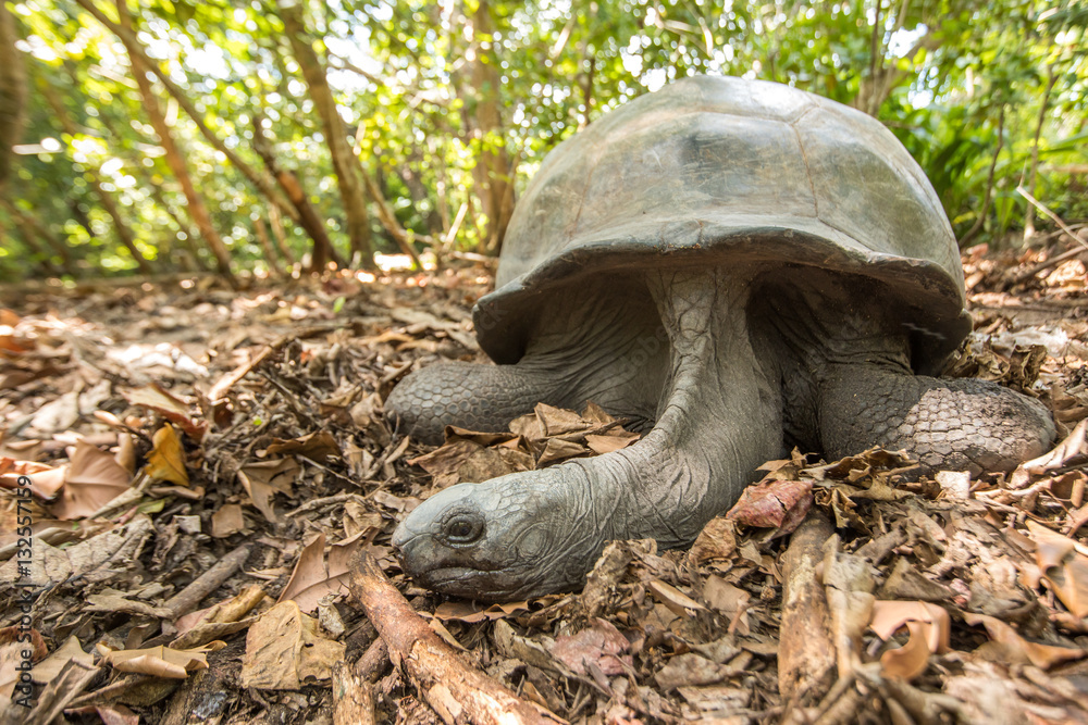 Giant Aldabra tortoise on an island in Seychelles.