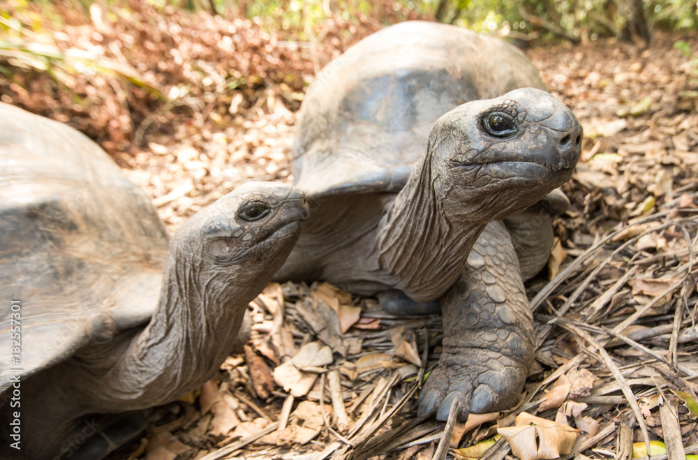 Giant Aldabra tortoise on an island in Seychelles.