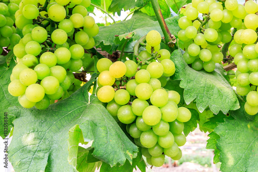 Vineyard ripe white grapes in autumn harvest season