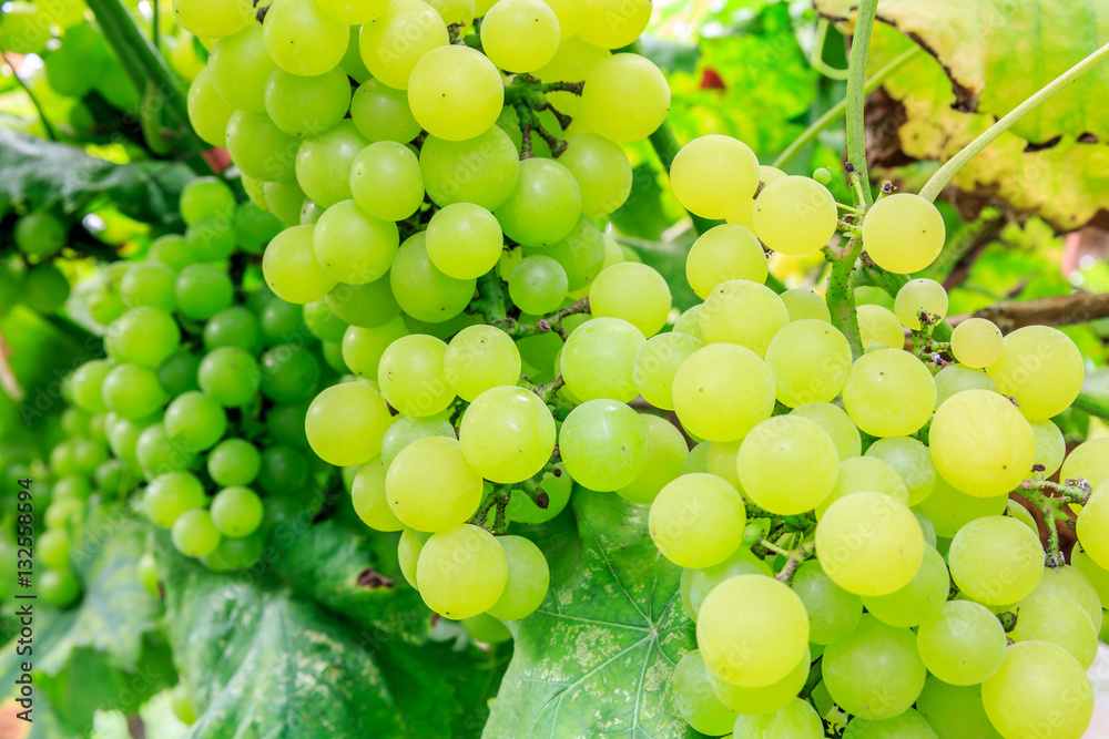 Vineyard ripe white grapes in autumn harvest season