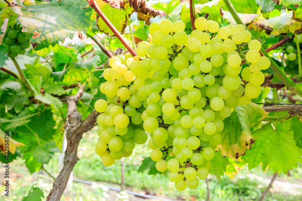 Vineyard ripe white grapes in autumn harvest season