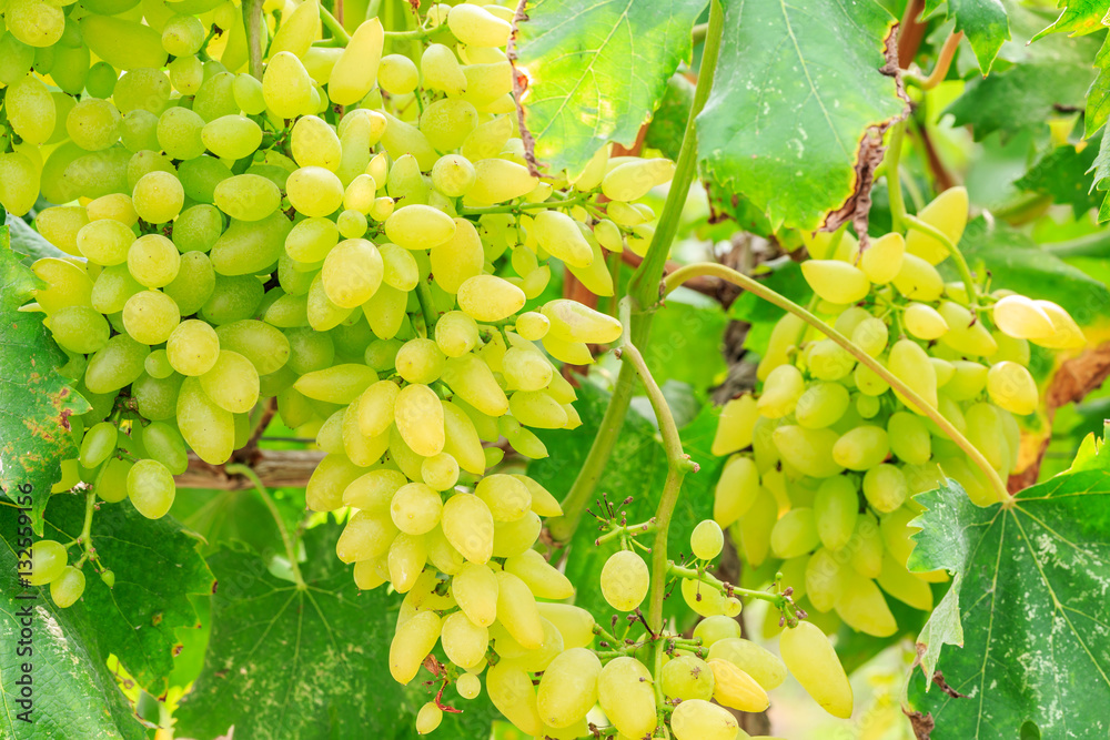 Vineyard ripe white grapes in autumn harvest season