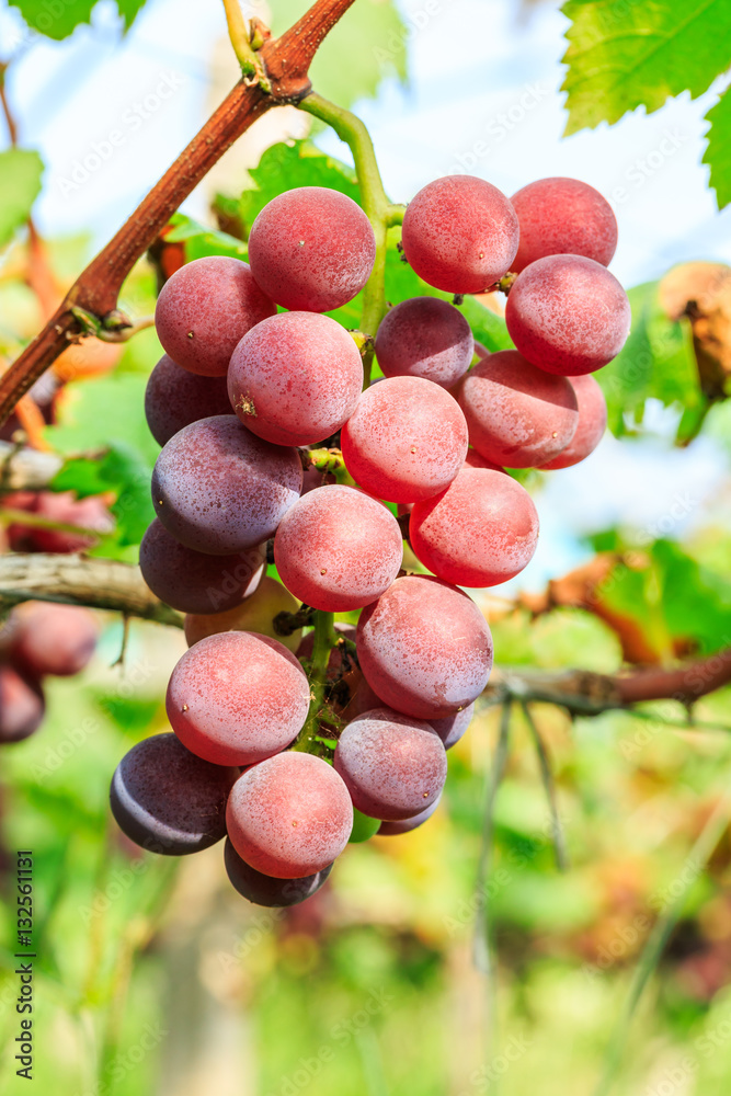 Vineyard ripe grapes in autumn harvest season