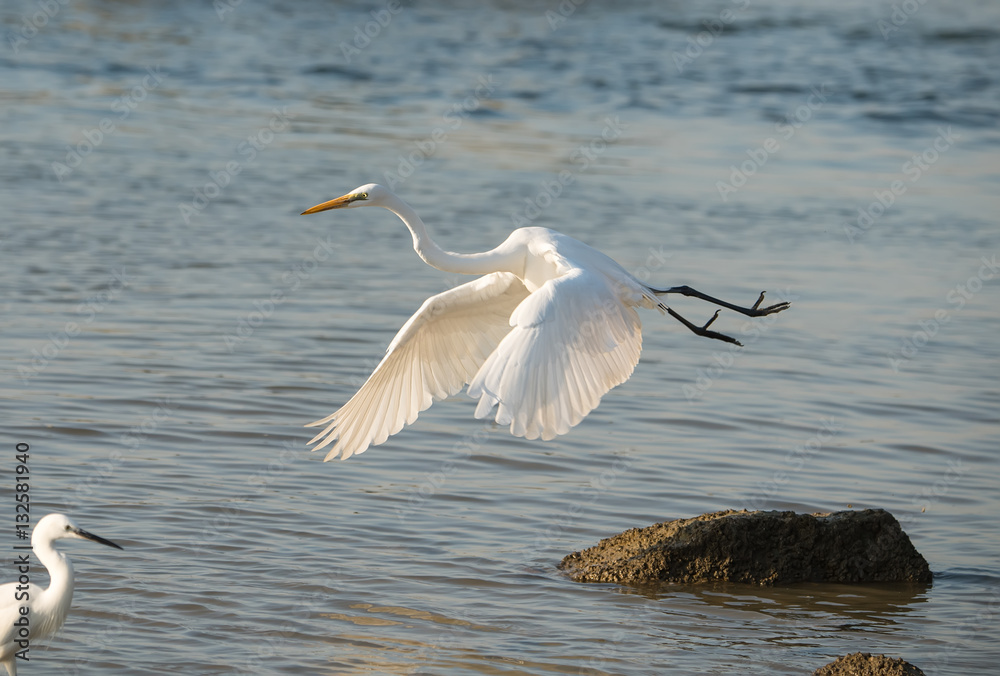 egrets play in sunset