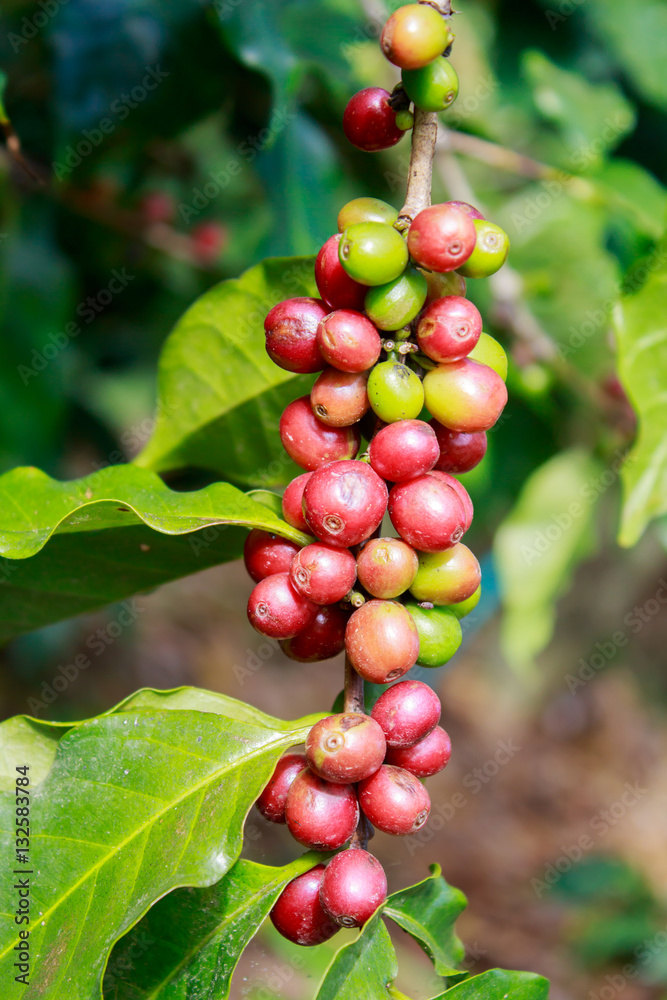 Coffee on tree