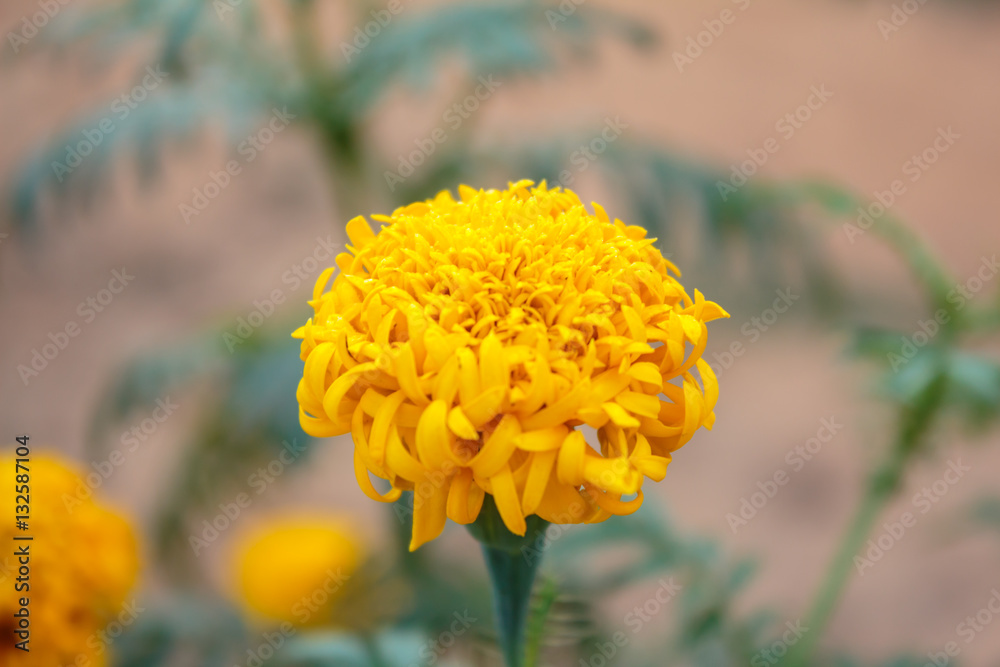 Yellow and orange marigold flowers in the garden.