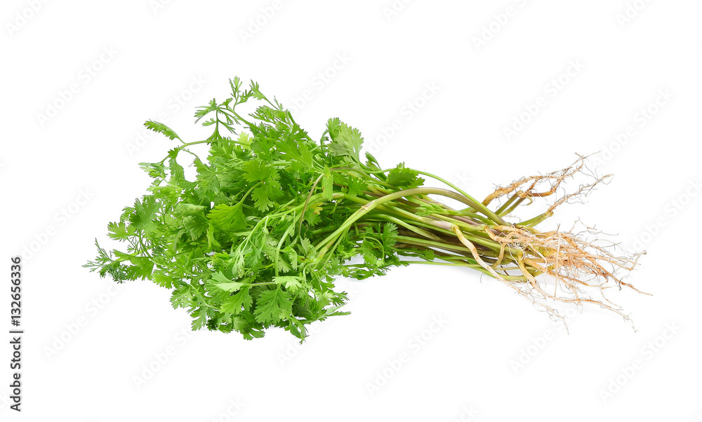 Coriander. Pile of fresh coriander leaves with root isolated on