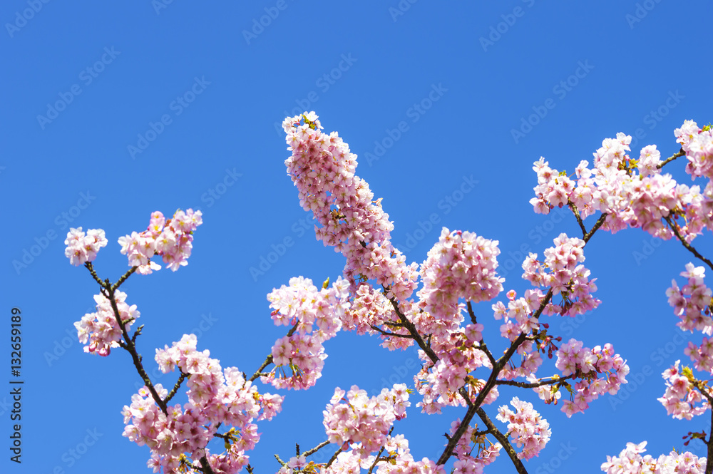 河津桜