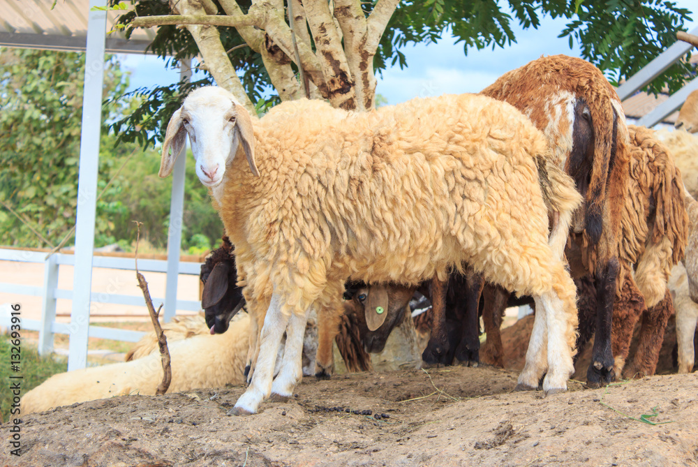  Sheep in the farm