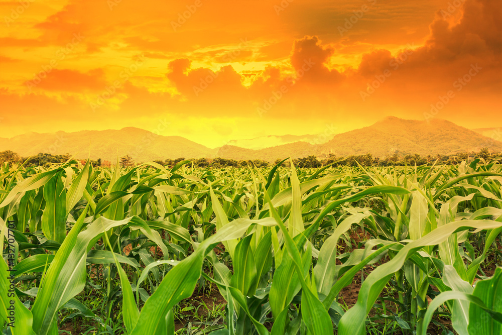 young green corn field in agricultural garden and light shines sunset