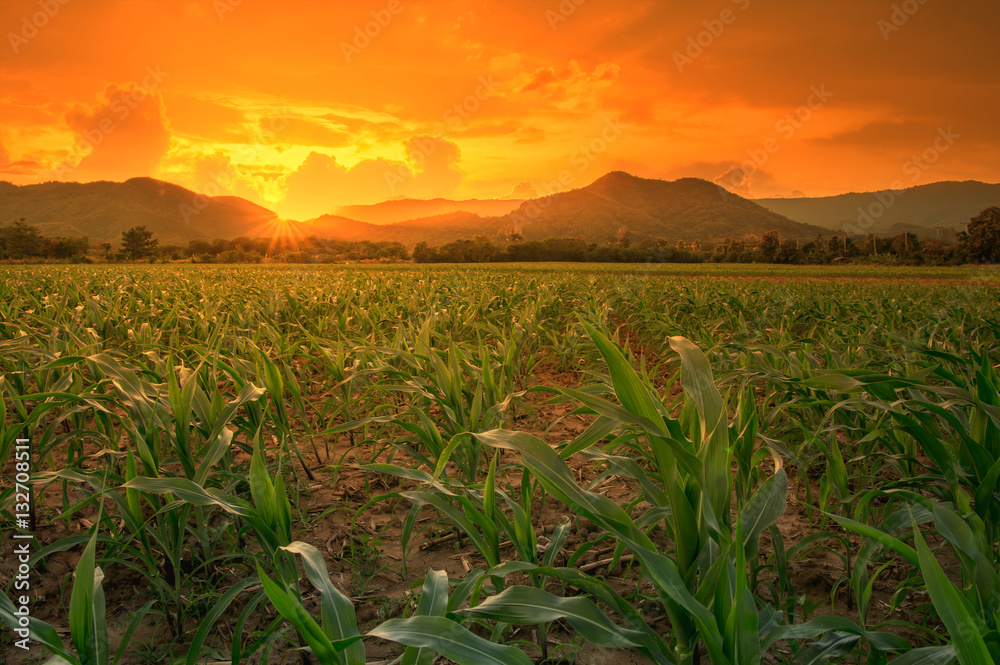 young green corn field in agricultural garden and light shines sunset