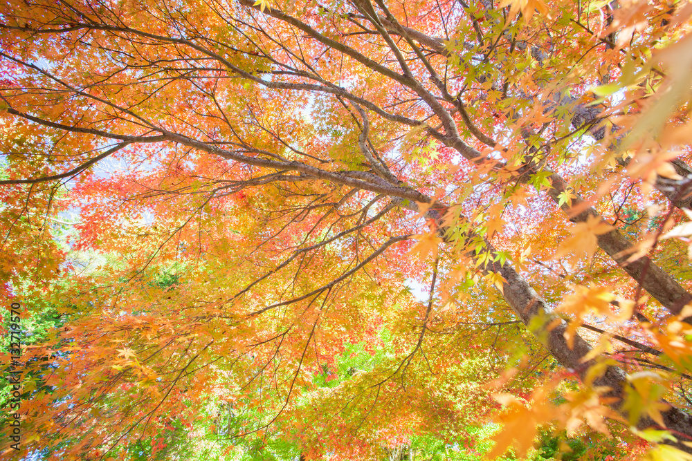 Beautiful colorful autumn trees yellow , red and green in forest