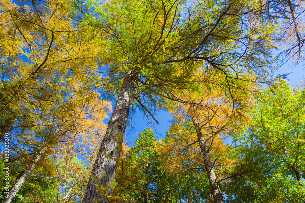 Beautiful colorful autumn trees yellow , red and green in forest