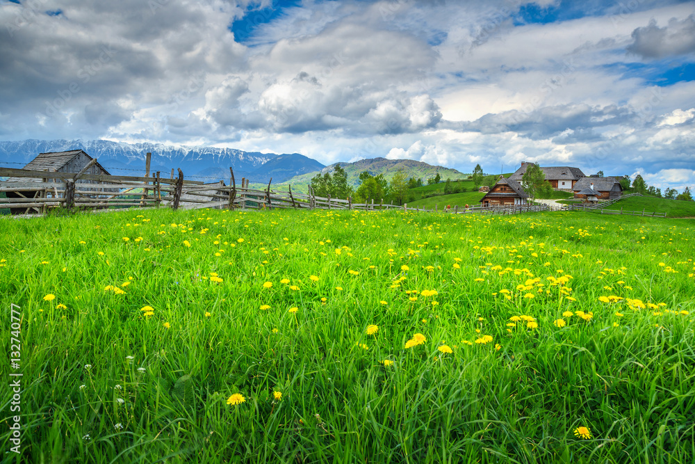 Beautiful spring landscape with field of yellow dandelion flowers