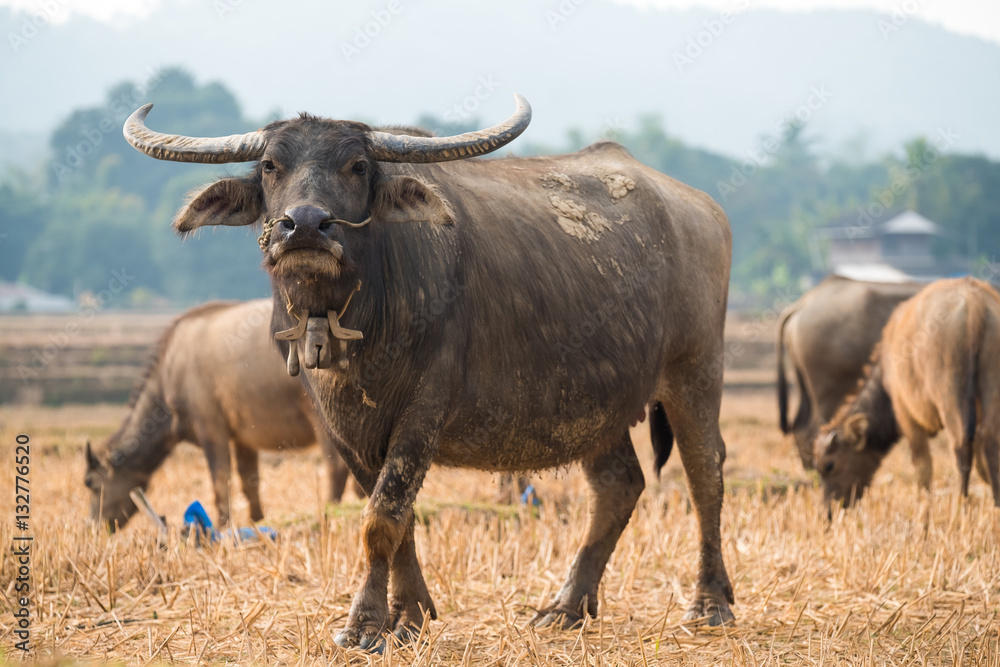 Buffalo on field