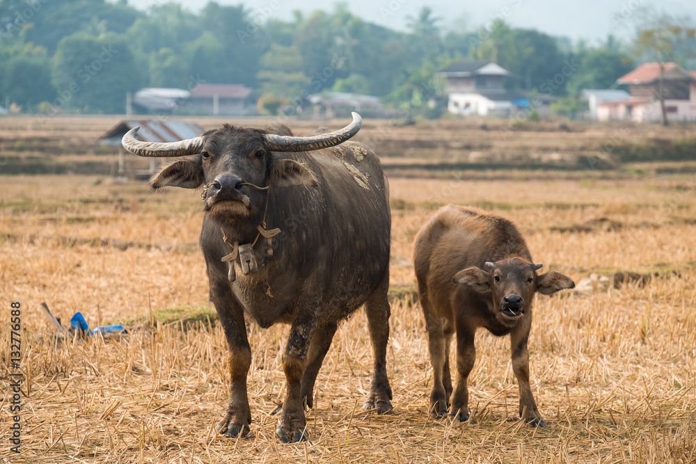 Buffalo on field