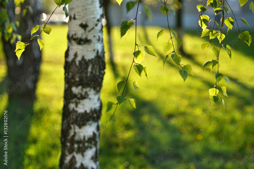 Trunk tree, young birch branches in sun and juicy green leaves in the sunlight spring morning summer