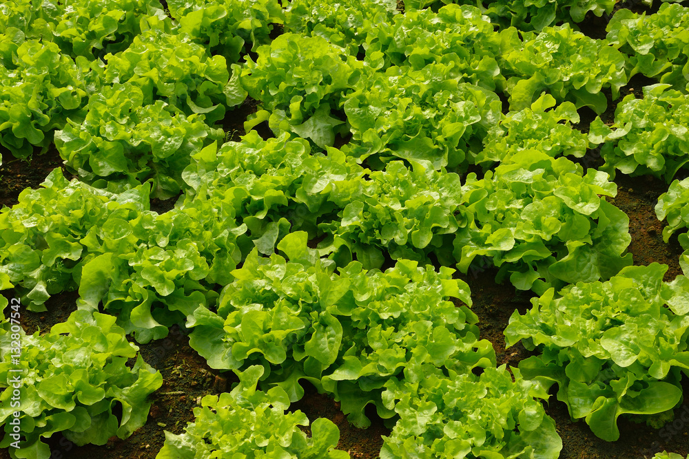 Vegetables salad growing out of the earth in the garden