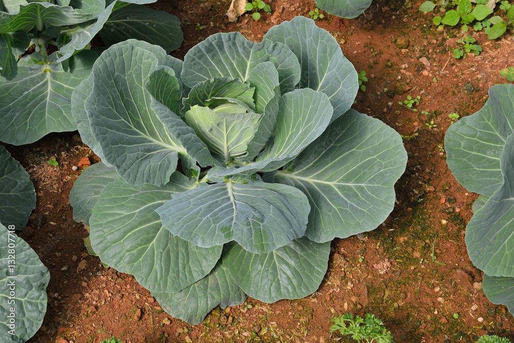 Vegetables salad growing out of the earth in the garden