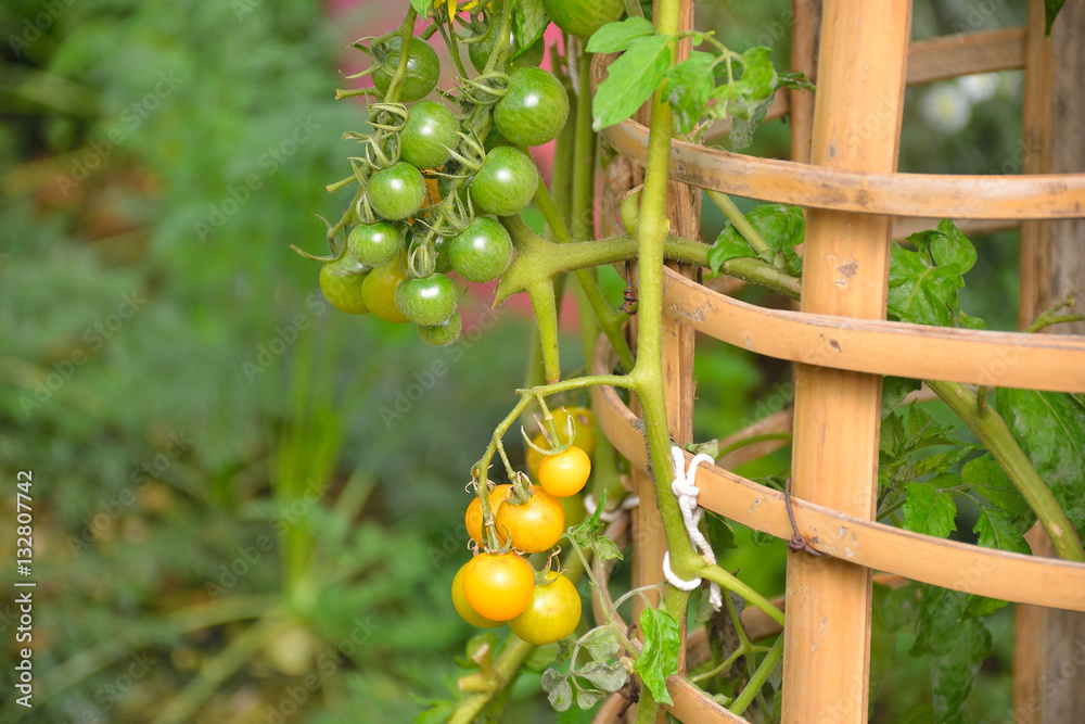 Vegetables salad growing out of the earth in the garden