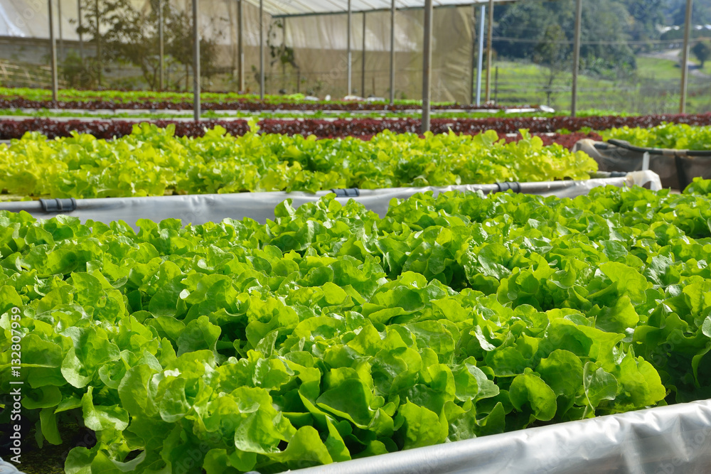 水培农场种植有机蔬菜