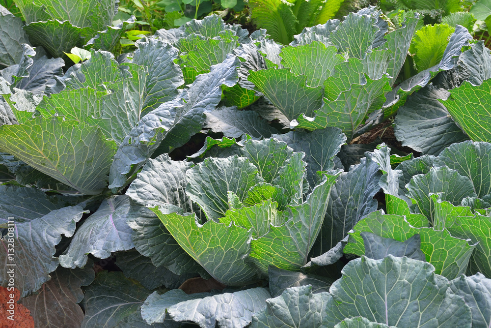 Vegetables salad growing out of the earth in the garden