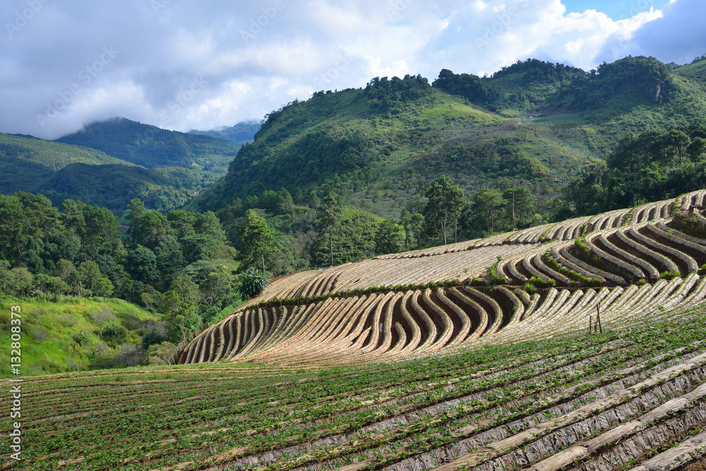 Agriculture strawberry field in the North of Thailand