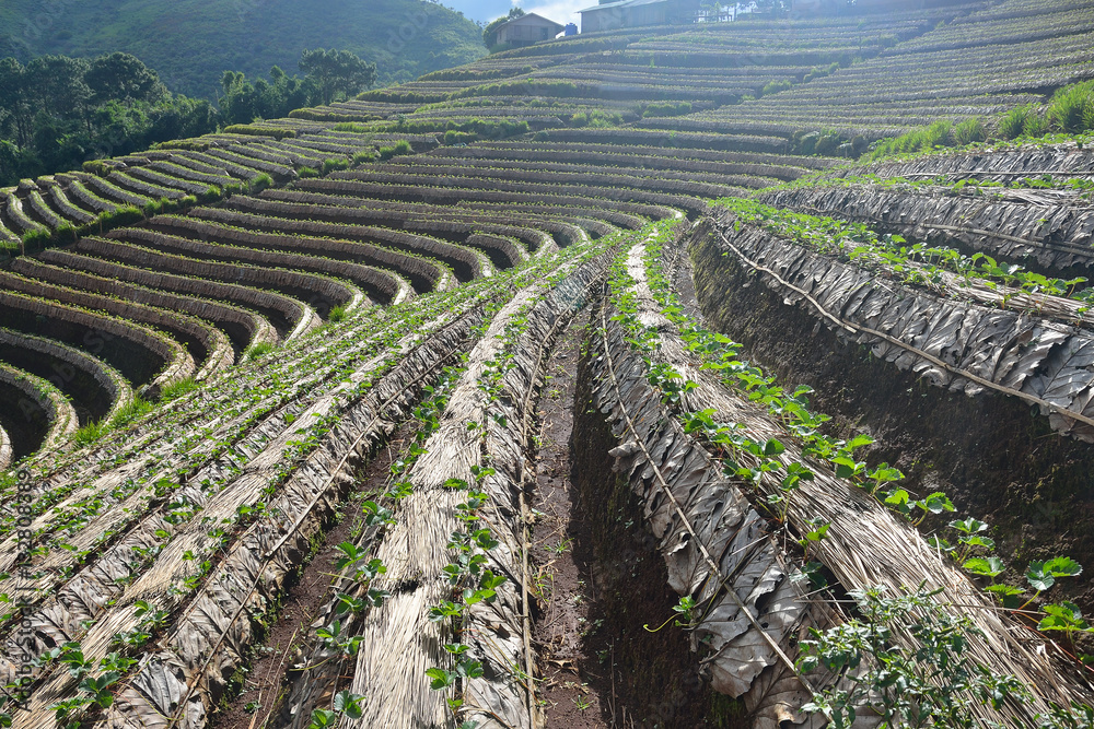 Agriculture strawberry field in the North of Thailand