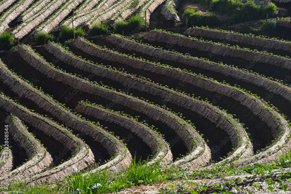 Agriculture strawberry field in the North of Thailand