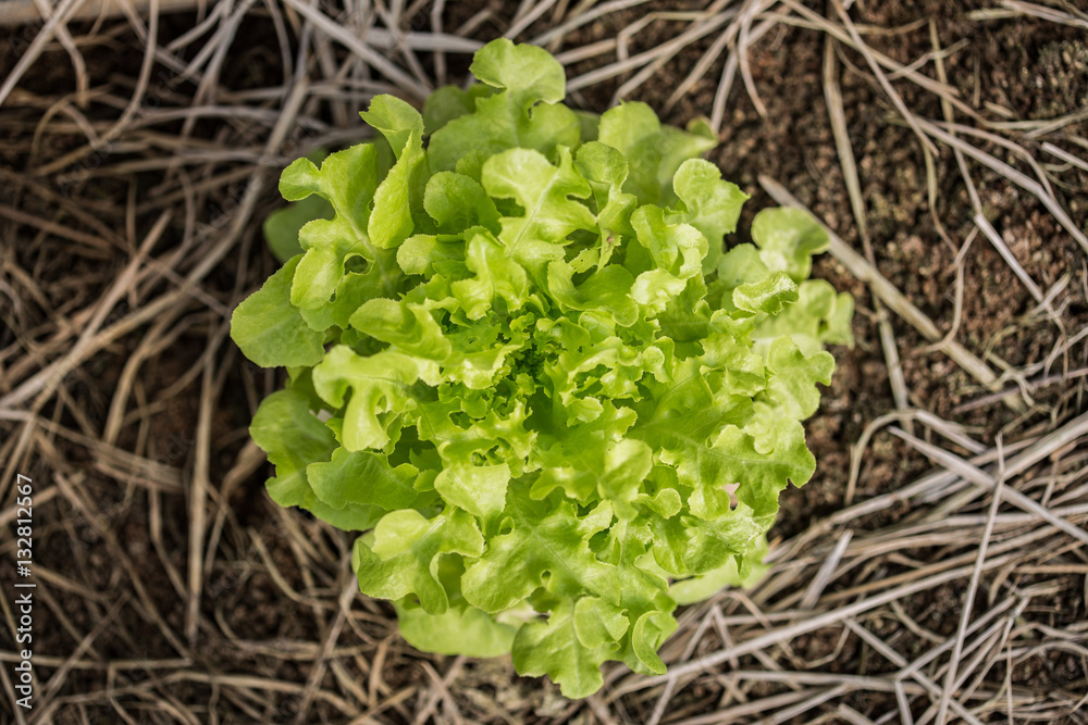 young lettuce grow in the garden field