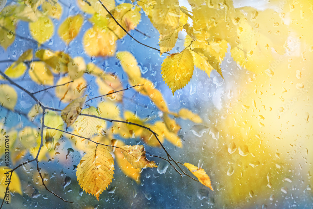 Autumn day after rain through glass with drops.