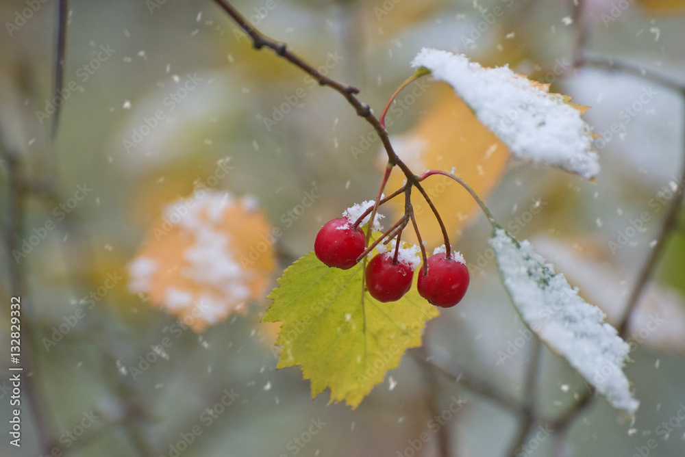 Three red berries of hawthorn on branch during first snowfall. N