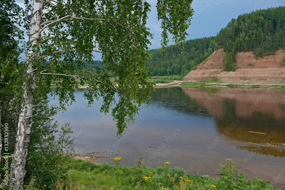 Birch with lowered branches on the river bank Sukhona in Russia.