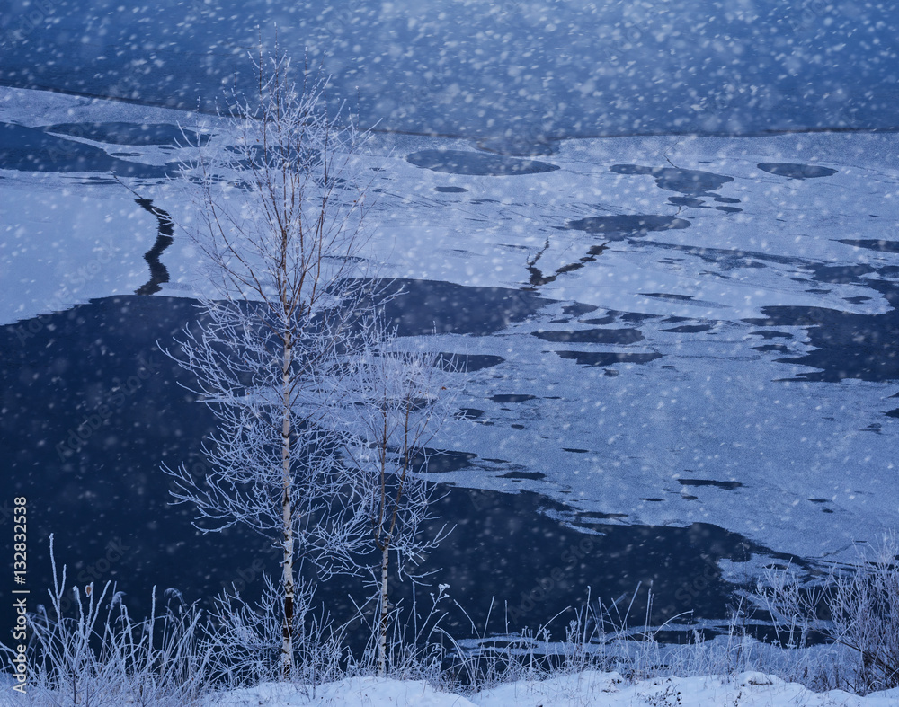 Birch in frost on shore of freezing lake at dusk and snowfall.