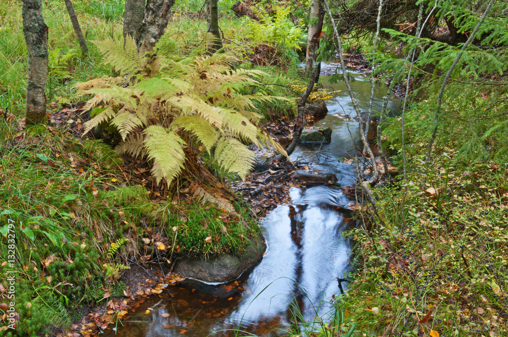 Bank of forest creek with lush ferns in September.