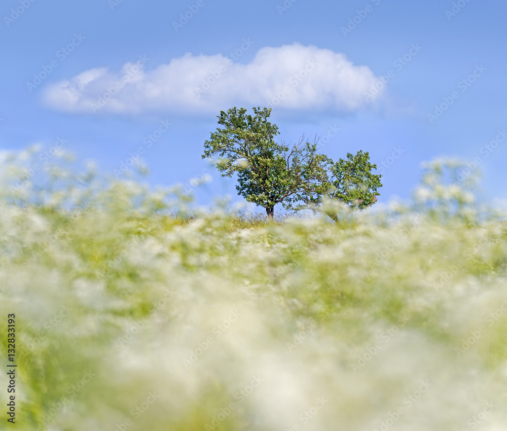 Clouds on ground and in sky -white flowers blurred in wind.